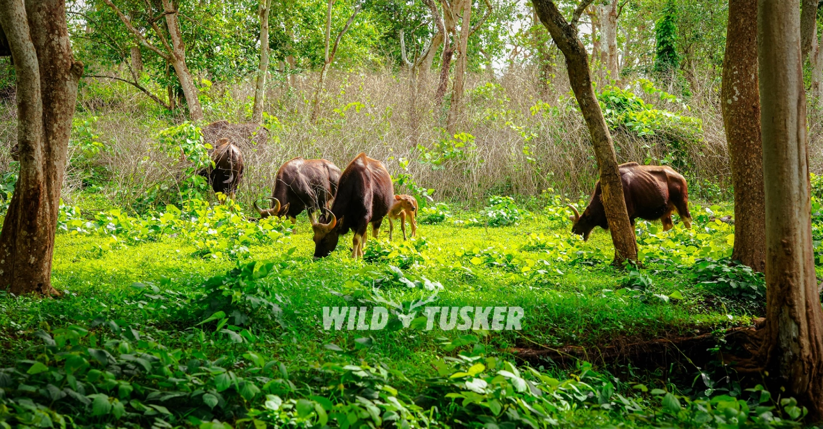 Wildlife Views  & Stay in Masinagudi