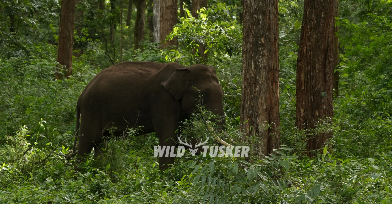 Wildlife Stay in Masinagudi